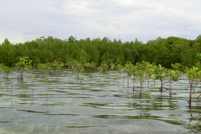 Die salztoleranten Mangroven gedeihen dort, kaum eine andere Pflanzenart überleben kann.- Foto: NABU/ Martin Baumann