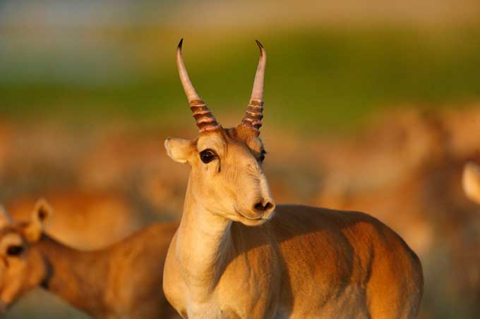 A saiga antelope - photo: P. Romanov
