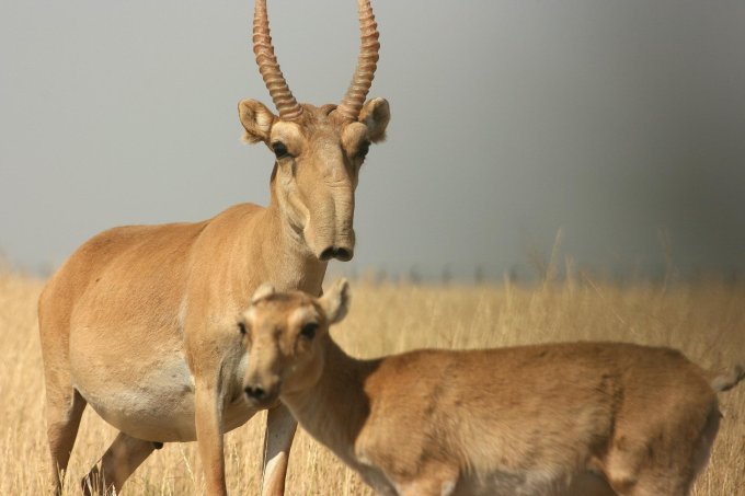 A saiga antelope with her calf - photo: Darwin Initiative